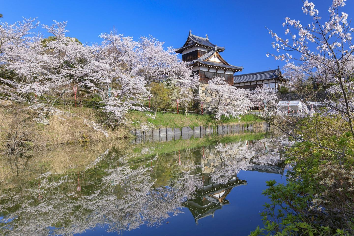 豊臣と金魚の町 大和郡山への画像