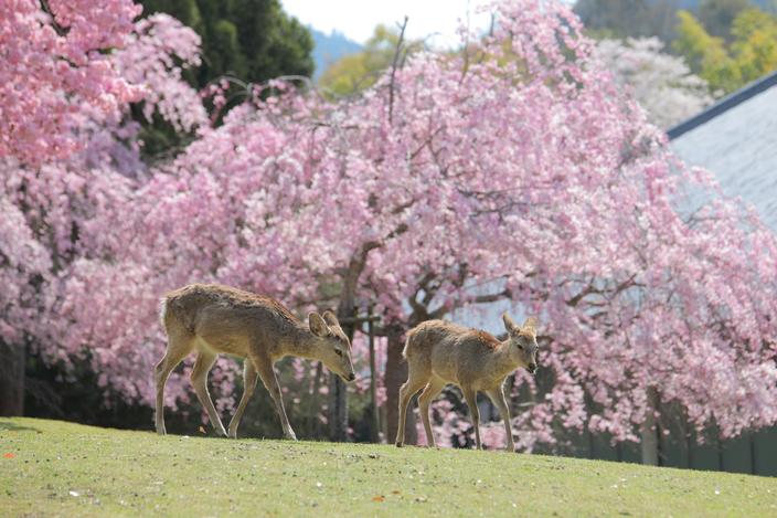 奈良の文化に包まれる 春の旅のサムネイル