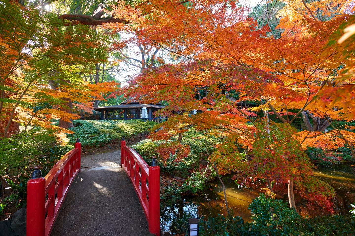美味と紅葉のぜいたくに浸る／東京編の画像