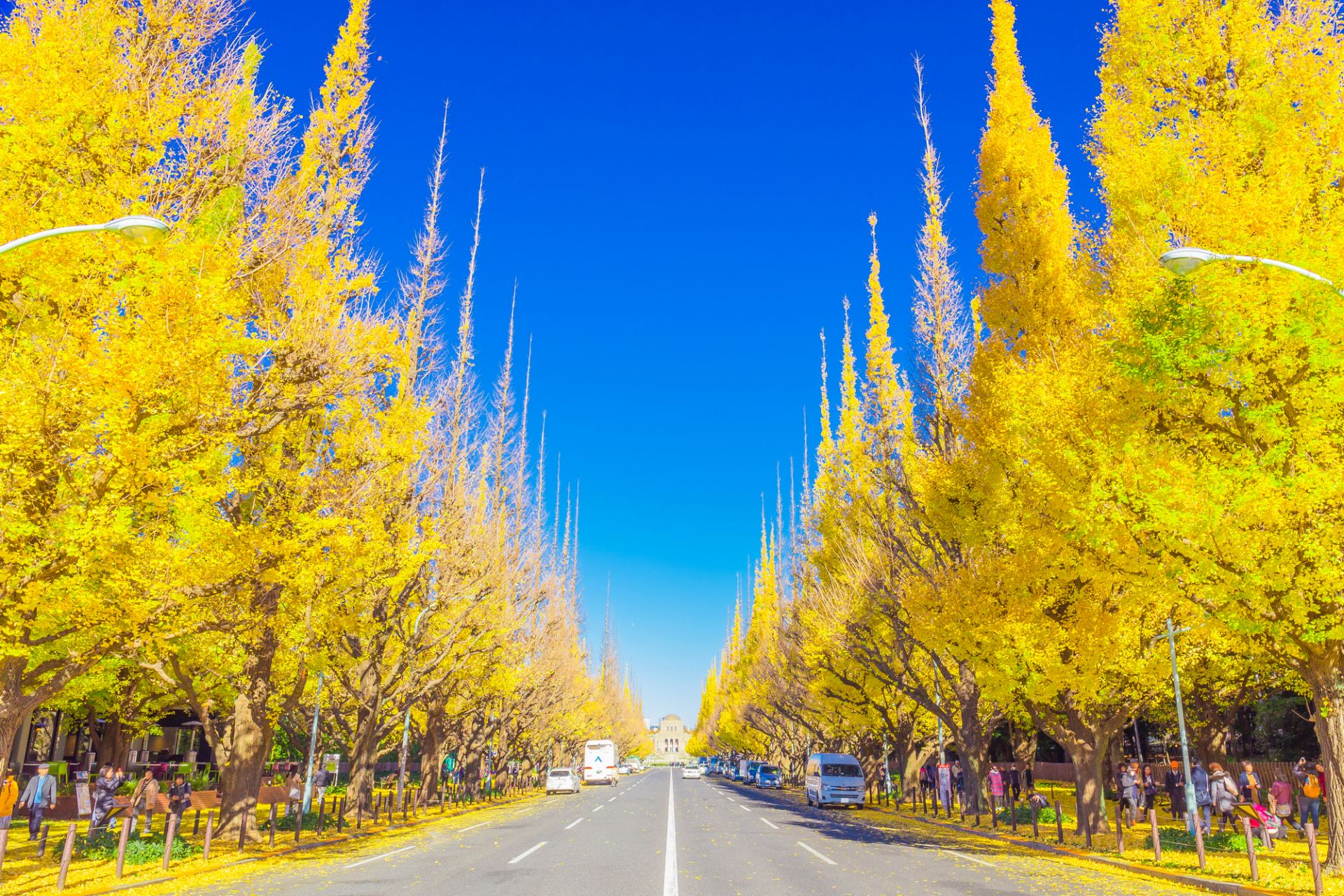 知っておきたい「紅葉のイロハ」の代表イメージ